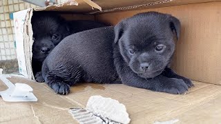 Two Black Puppies Are Abandoned  Barking InnocentlyWho Wants To Raise Them [upl. by Evelunn]