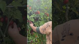 Homegrown Tomatoes gardenvegetables mygarden tomato organicfarming plantwithme farming plants [upl. by Anauqed936]