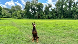 Beau Finds A Mini Paradise  Washington DC USA [upl. by Sosanna]