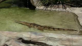 Australian Freshwater Crocodile Johnstons Crocodile Crocodylus johnsoni  Australien Krokodil [upl. by Joice]