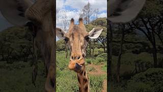 Feeding the giraffes from the giraffe centre at Nairobi Kenya [upl. by Masha]