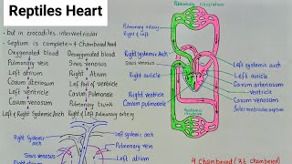 Heart of Reptiles  Evolution of vertebrate Heart  class 11 [upl. by Lain]