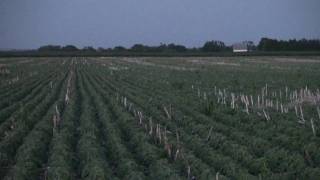 Lightning Bugs in a Soybean Field [upl. by Ammadis831]