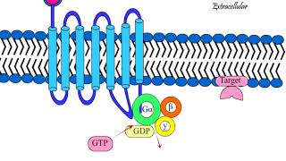 G Protein Coupled Receptor GPCR Structure and functioning [upl. by Ahsekat]