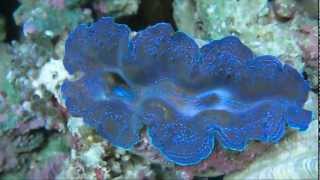 Violet crocea clam Tridacna Crocea  AquaFishVietcom [upl. by Oakleil]