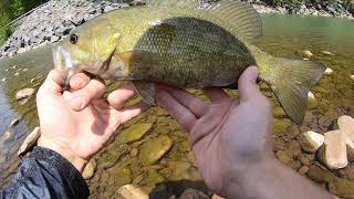 Smallmouth Fishing Schoharie Creek Blenheim NY [upl. by Aerbua501]