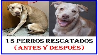 15 INCREÍBLES Transformaciones de PERROS RESCATADOS ►Antes y Después [upl. by Topper715]