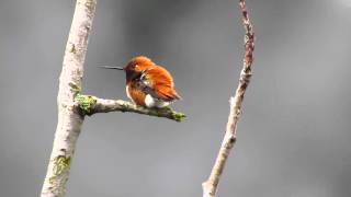 Rufous Hummingbird [upl. by Annej]