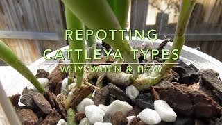 ORCHID CARE  Cattleya amp Epidendrum Repotting [upl. by Noteloc]