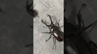 野生ディディエールシカクワガタが発見 雲頂大鹿角鍬形蟲 Didieri Stagbeetle 昆虫 昆虫採集 ムシキング [upl. by Nylarat969]