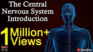 The Central Nervous System Introduction  iKen  iKen Edu  iKen App [upl. by Adiahs]