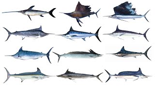 12 Types of Billfish  Billfish Species [upl. by Durware621]