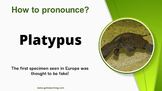 How to pronounce Platypus in English Correctly [upl. by Annaihs]