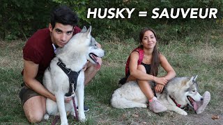 LE HUSKY LE MEILLEUR AMI DE LHOMME [upl. by Acie826]