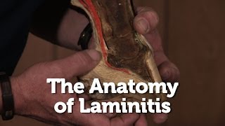 The Anatomy of Laminitis in Horses [upl. by Irrab946]