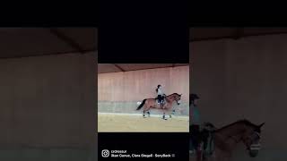 Bitless riding  gebisslos reiten  schwere Lektionen horselover horselovers dressurpferd [upl. by Kassia]