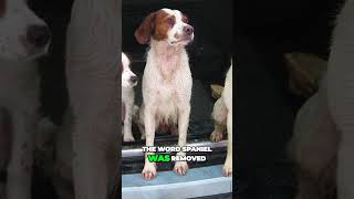 Brittany Dog Breed  Perfect Versatile Hunter [upl. by Brendis]