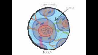 Genetics 101 Part 1 of 5 What are genes [upl. by Nivahb]