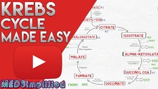 Glycolysis pathway and regulation  Biochemistry lecture for CSIR NET JRF GATE ICMR ICAR IIT JAM [upl. by Mayor380]