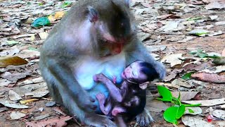 Monkey mama start to stop provide milk for her baby monkey [upl. by Atiekram839]