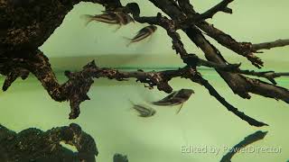 Corydoras CW127 “Super Parallelus” Corydoras sp cf bifasciatus 超級二線鼠短吻雙帶鼠 [upl. by Narib]