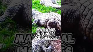 Guardians of the Nest The Maternal Instincts of Crocodiles [upl. by Jemmy]