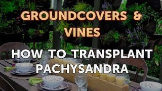 How to Transplant Pachysandra [upl. by Blockus625]