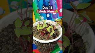 Grow Celosia From Seeds  How to sow celosia  सेलोसिआ को बीज से लगाए  Celosia Seeds Germination [upl. by Kcirtap170]