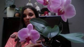 Repotting phalaenopsis orchid 3 years in medium [upl. by Isleana]