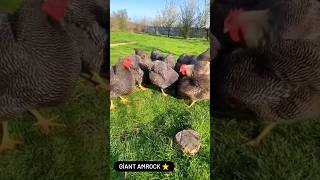 giant amrock chickens ⭐ poultry farm chicken eggs animals hatching [upl. by Lolande750]