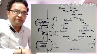 Response by facultative anaerobes to anaerobiosis Part 1 [upl. by Maura]