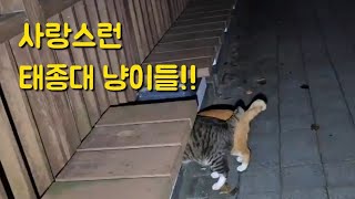 태종대 새끼냥이와 아픈냥이들을 위해서 달려왔습니다 [upl. by Suivatnod]