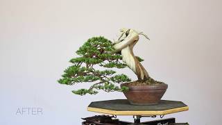 Sabina Juniper Bonsai TimeLapse [upl. by Silvers73]