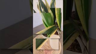 Reproducir Sansevieria por HOJAS [upl. by Deerdre315]