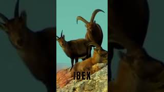 IBEX MATING SEASON [upl. by Gloria707]