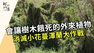 熱解小花蔓澤蘭｜把綠癌變綠金我們的島 第1199集 20230403 [upl. by Carline]