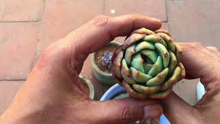 REPOTTING 34 YEAR OLD SUCCULENTS  SUCCULENT CARE TIPS [upl. by Lucais]