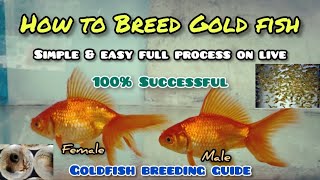 How to breed Gold fish  LIVE AQUARIUM [upl. by Koren]