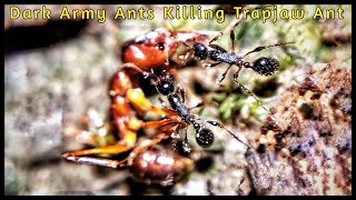 army ant vs army ant [upl. by Storer639]