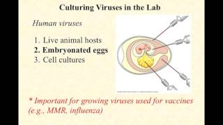 BIO2020 Episode 048 cultivating viruses [upl. by Schulman]