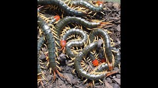 giant centipede vs king cobra [upl. by Lacie]