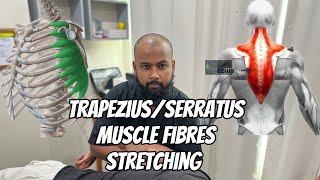 Passive Stretching of Different fibres of Trapezius and Serratus Muscle PhysiofitByDrMajid [upl. by Cartwright]