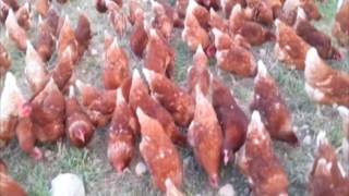 Poultry Farming in Ethiopia [upl. by Greiner]