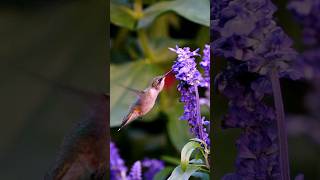 Ruby Throated Hummingbird hummingbird birdphotography birdwatching birding [upl. by Oster]