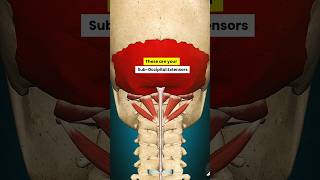 Cervicogenic Headache causes amp Treatment The Suboccipital Extensors [upl. by Haimrej]