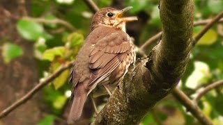 Song Thrush Bird Singing May [upl. by Noicpesnoc]