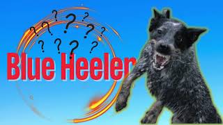 Blue Heeler What I want you to know [upl. by Haelem]