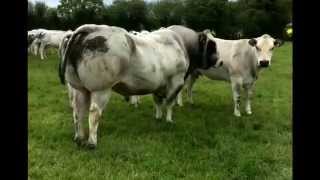 Irish Piedmontese cattle [upl. by Janis]