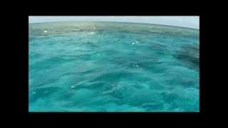 Great Barrier Reef fishing Video Big Fish Adventure [upl. by Neerhtak148]