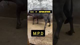 ਸਰਨ ਕਾ operation  medial patellar desmotomy vicky saini animal dairyfarm dairyfarming [upl. by Adis]